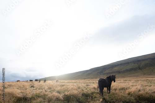 Horse in field Iceland