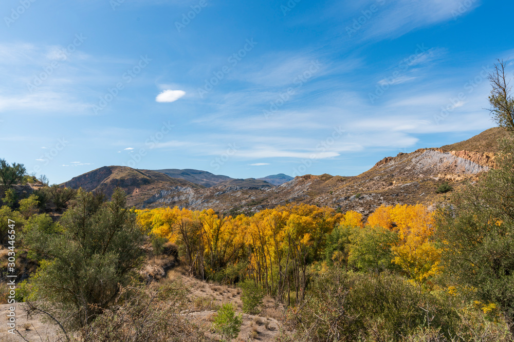 Trees with orange autumn tone