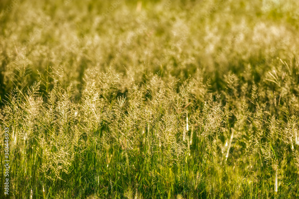 Sparkling Grass Sparkling Grass