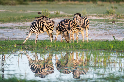 Zebra Reflection