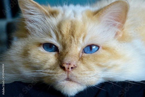 Portrait of a gorgeous Sacred Birman cat