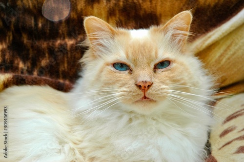 Portrait of beautiful Red Point Sacred Birman cat