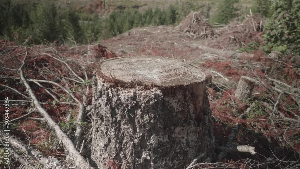 Logged tree stump in huge clear cut logging area in the forest slow motion pan Logged tree stump in huge clear cut logging area in the forest slow motion pan