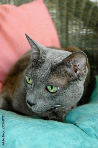 Close-up of beautiful green-eyed Russian Blue ca
