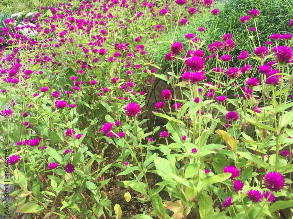 flowers in the garden