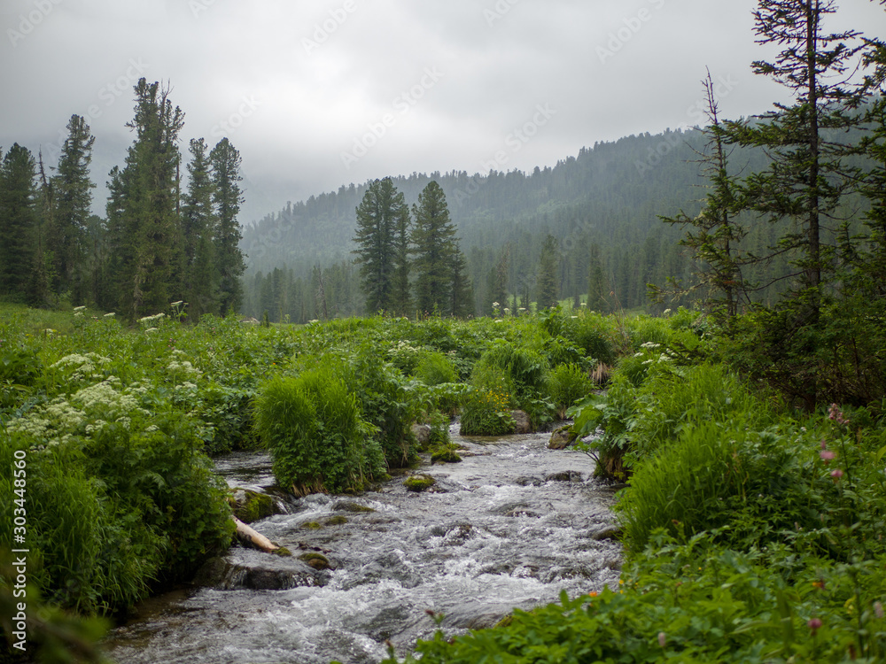Obraz premium Mountain stream flows through the forest plain. Cloudy day in the mountains of the Western Sayan