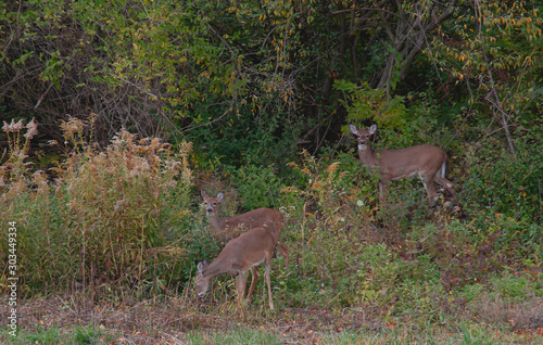 Deer at the edge of the woods