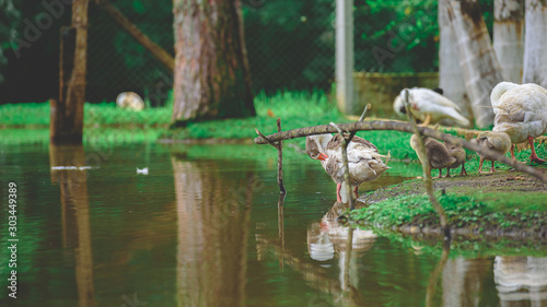 Goose on reflection in the water