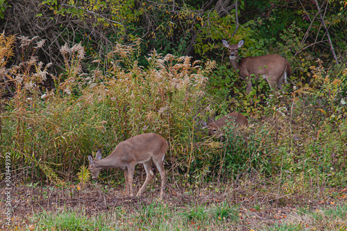 3 Deer at Edge of the forest