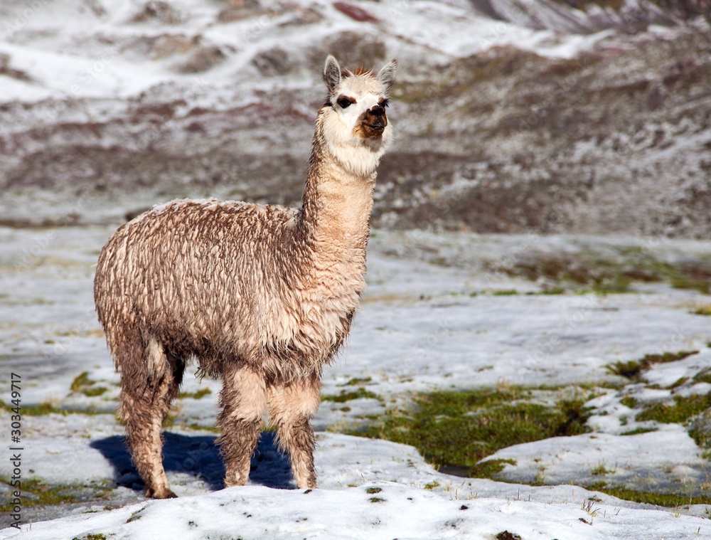 Fototapeta premium llama or lama on mountains