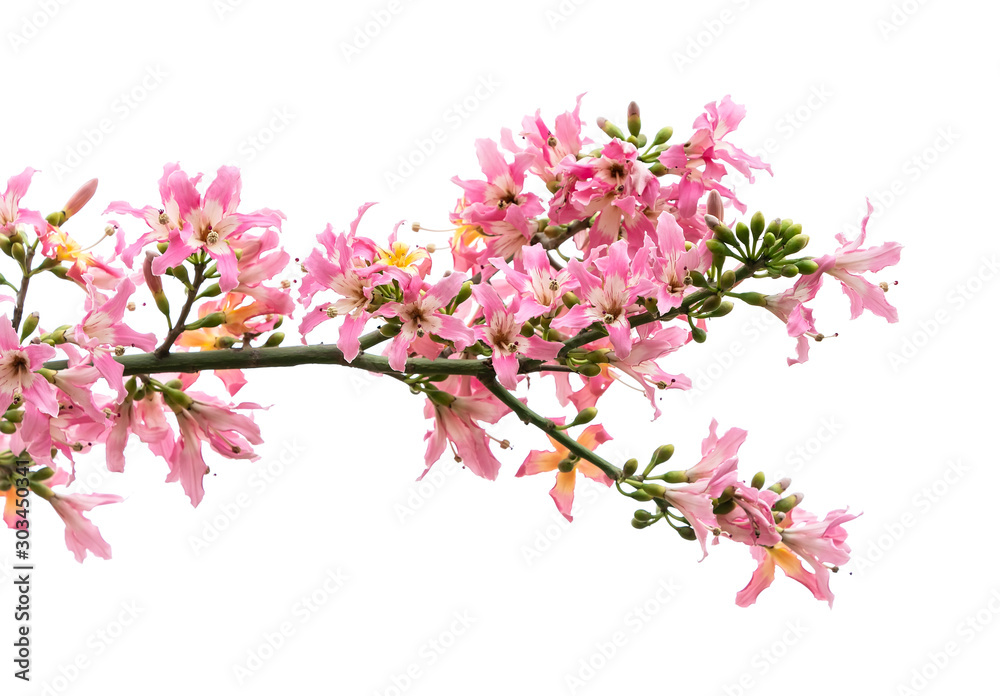 silk floss tree flower isolated on white background