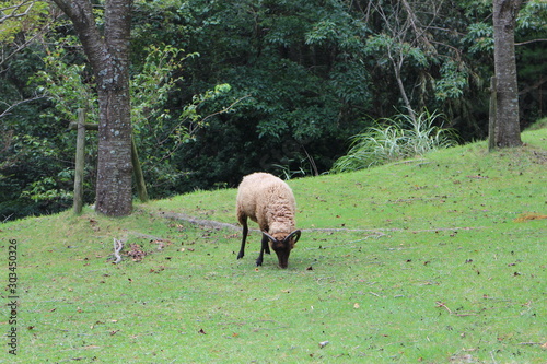 A sheep eating grass in Rokko Mountain, Kobe