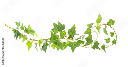 Canvas-taulu ivy isolated on white background,Natural green texture