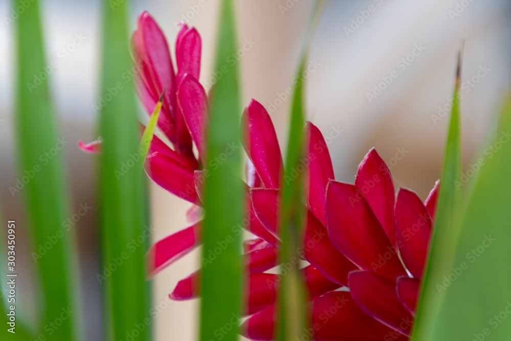 Naklejka premium red flower