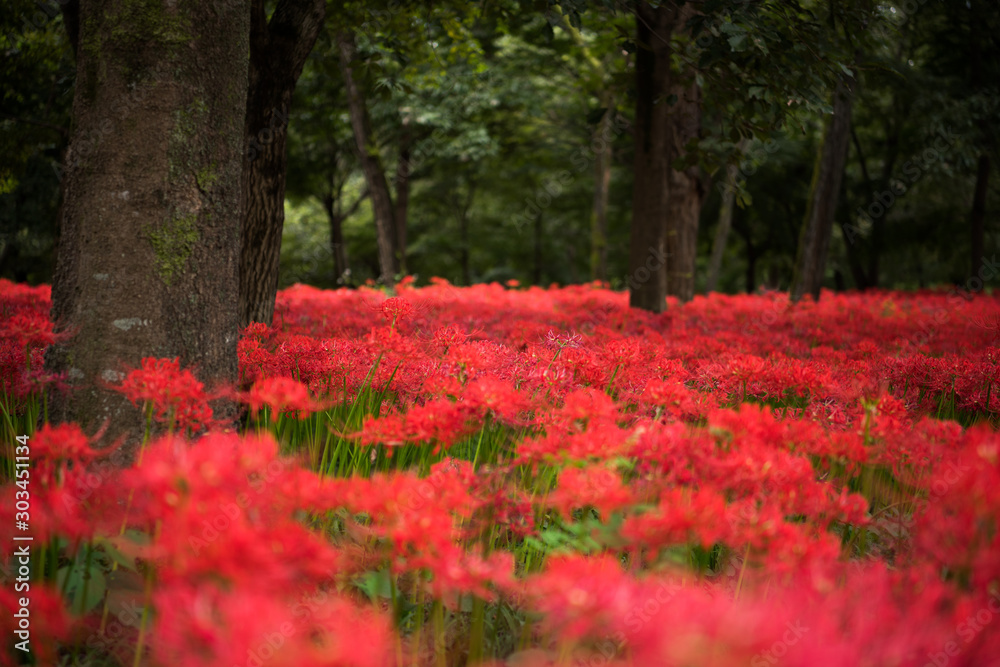曼珠沙華 曼珠沙華