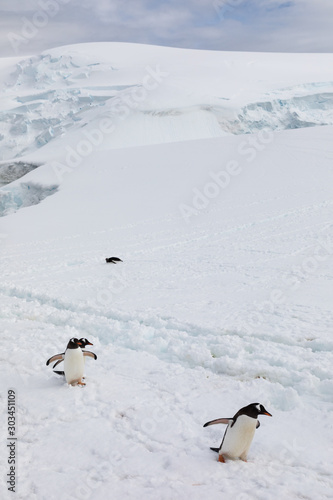 Gentoo penguins  Pygoscelis papua  at Mikkelsen Harbour