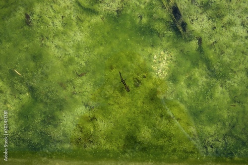 salamander in water fountain with algae in fountain water.