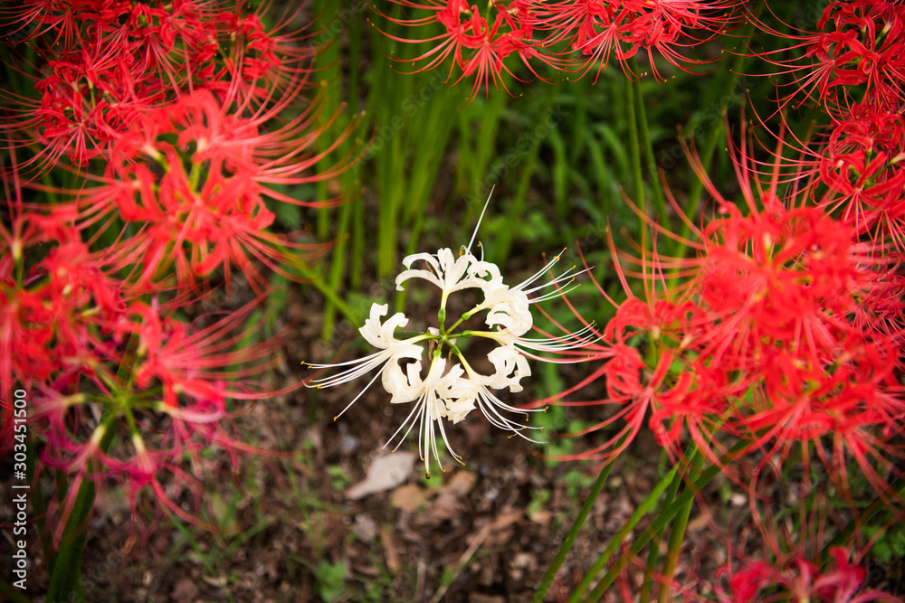 曼珠沙華 曼珠沙華