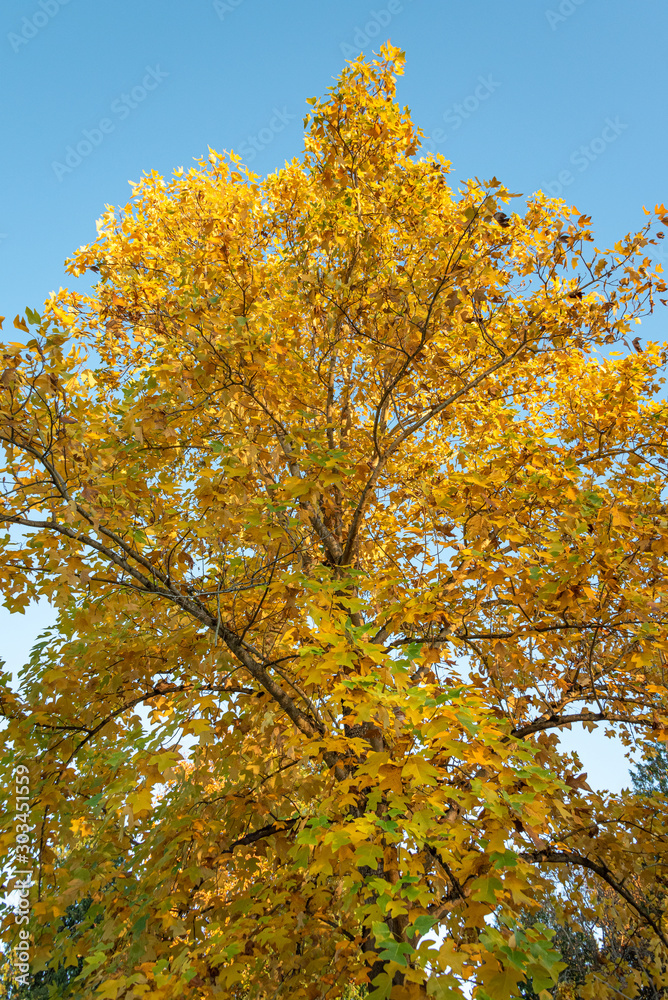 Deciduous tree in full fall color, yellow leaves against a clear blue sky