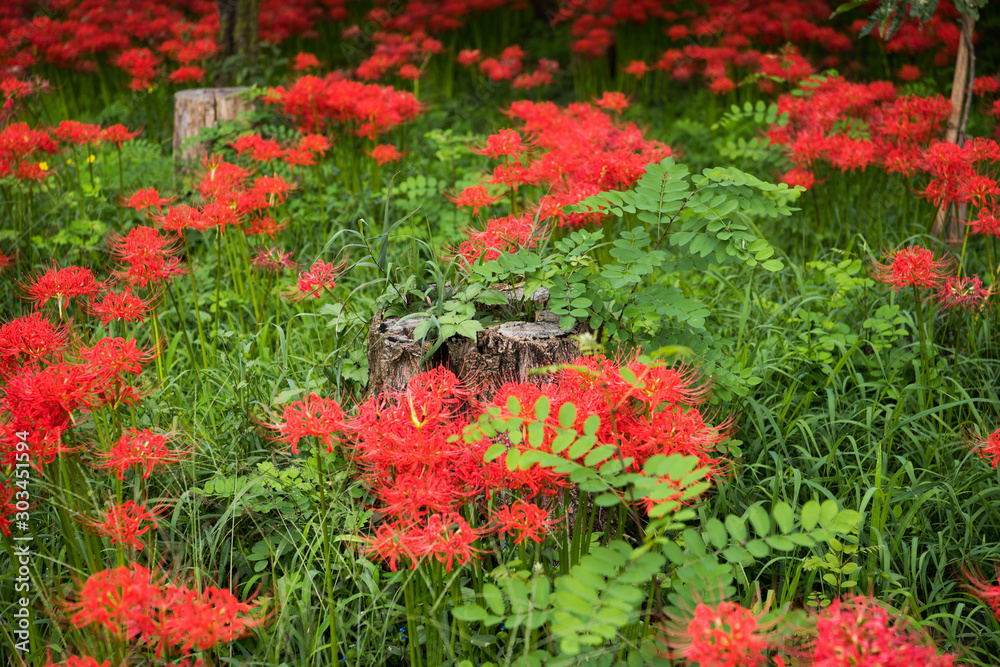曼珠沙華 曼珠沙華