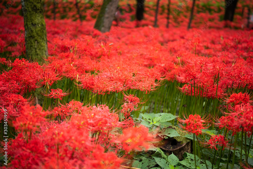 曼珠沙華 曼珠沙華