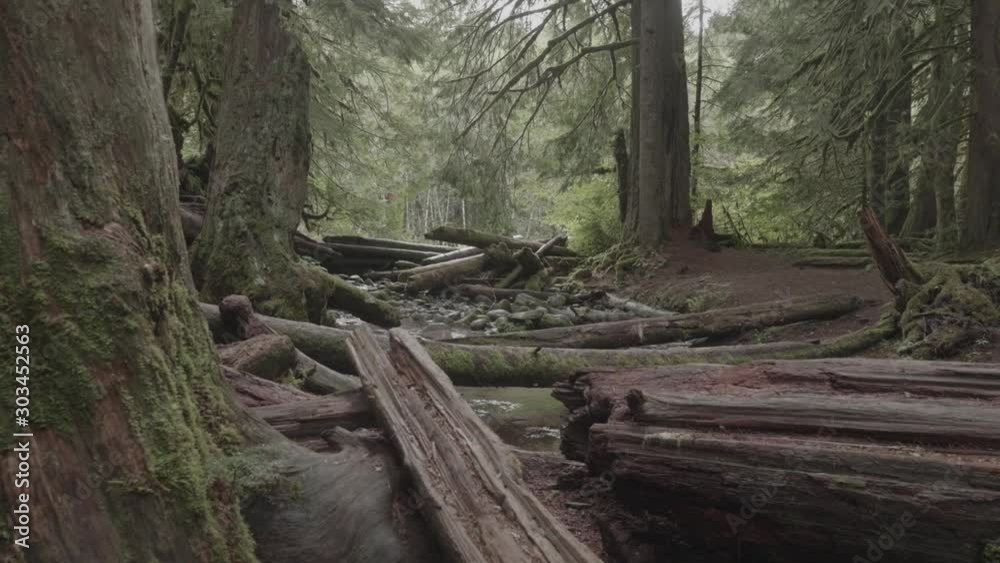 green old growth forest with fallen trees and moss covered trees on salmon river pacific northwest Oregon slow motion zoom green old growth forest with fallen trees and moss covered trees on salmon river pacific northwest Oregon slow motion zoom