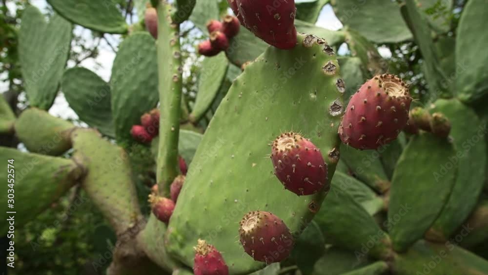 Close up, purple spikey fruit blossoming on green Prickly Pear Opuntia Cactus Close up, purple spikey fruit blossoming on green Prickly Pear Opuntia Cactus