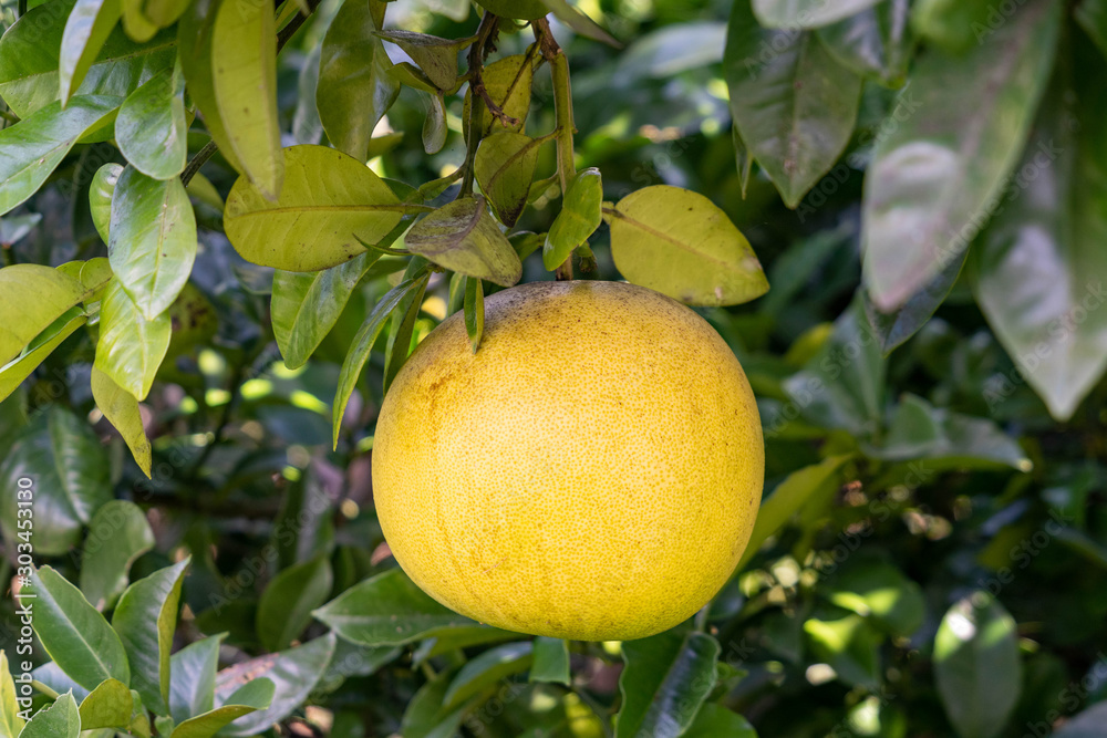 A kind of Japanese pomelo - citrus maxima - has become yellow in Fukuoka prefecture, JAPAN.