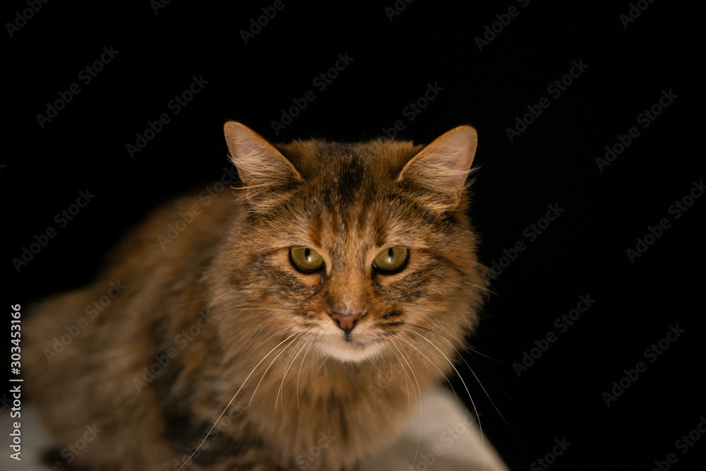 portrait of a cat portrait of a cat