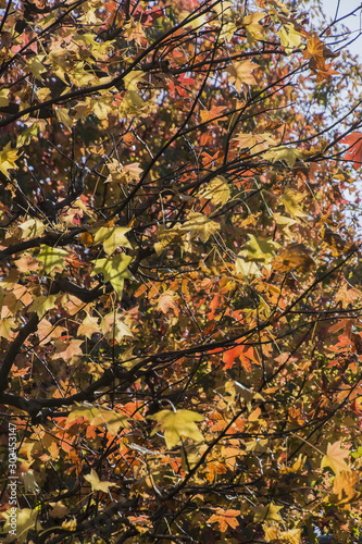 Autumn leaves in a Japanese park