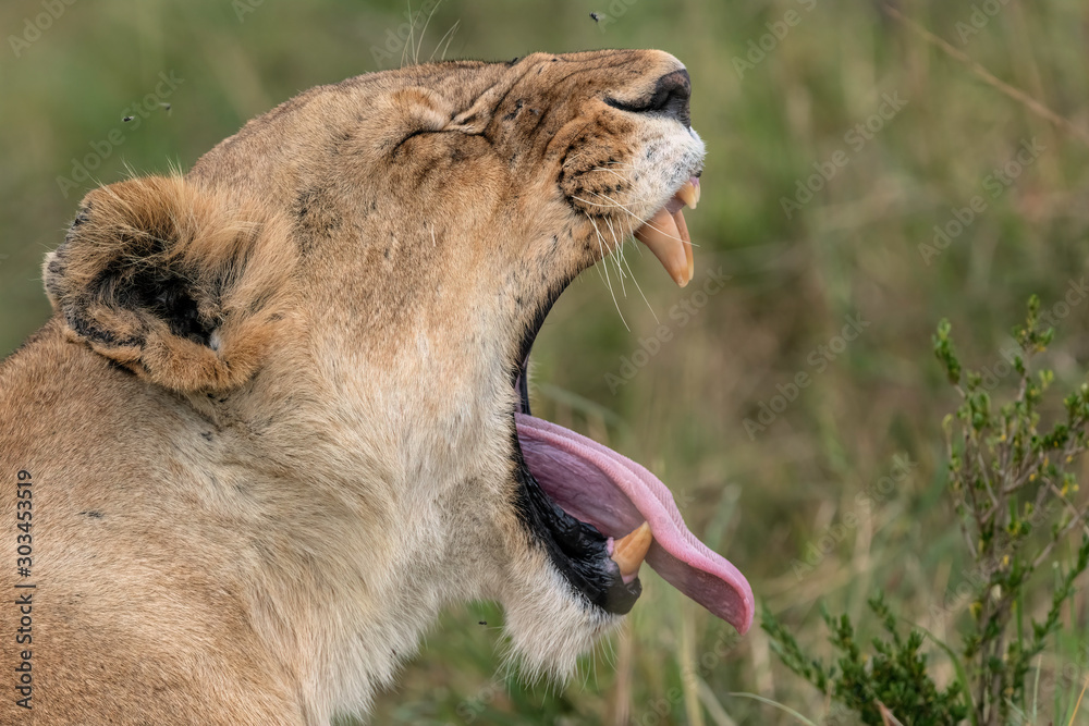 Φωτογραφία A female lion (lioness) opens her mouth wide in a yawn, tongue stuck out