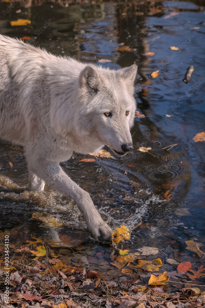 A beautiful white wolf (species gray wolf or timber wolf) walks through a pond with Fall leaves. A beautiful white wolf (species gray wolf or timber wolf) walks through a pond with Fall leaves.