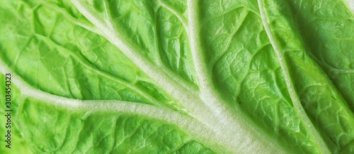 leaf of fresh chinese cabbage or napa cabbage texture, studio macro shot, close up