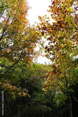楓のある秋の野山20