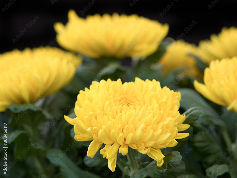 Fototapeta premium 菊の花