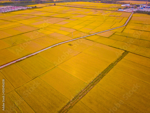 Mature rice in the field of highway and channel photo