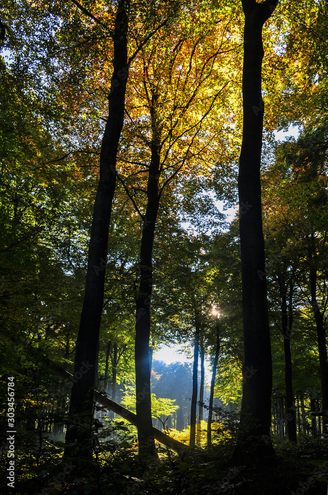 Obraz premium Stubbenkammer, Kreidefelsen, Nationalpark Jasmund, Insel Rügen