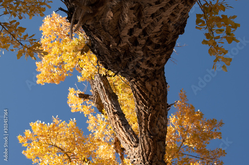 Fall yellow cottonwoods and Blue Sky