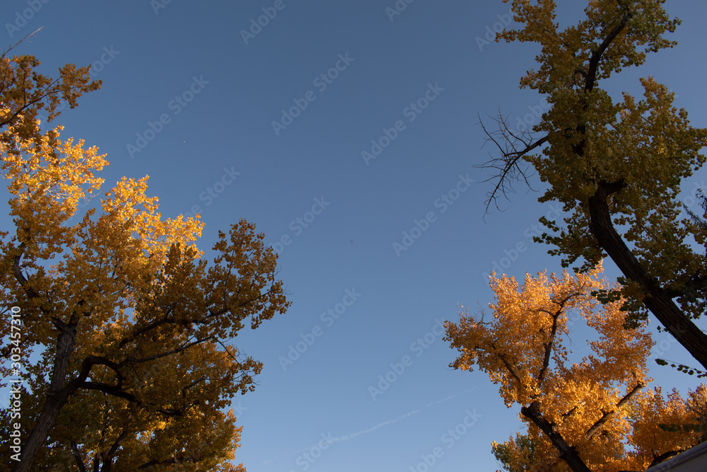 Fall yellow cottonwoods and Blue Sky