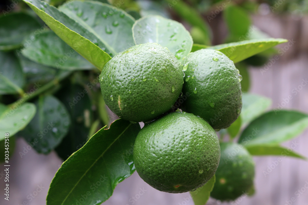Lemon fruits green and water droplets on surface, green plant background