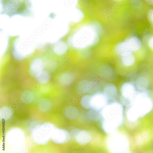 Natural green leaves bokeh  abstract blur background