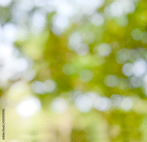 Natural green leaves bokeh, abstract blur background