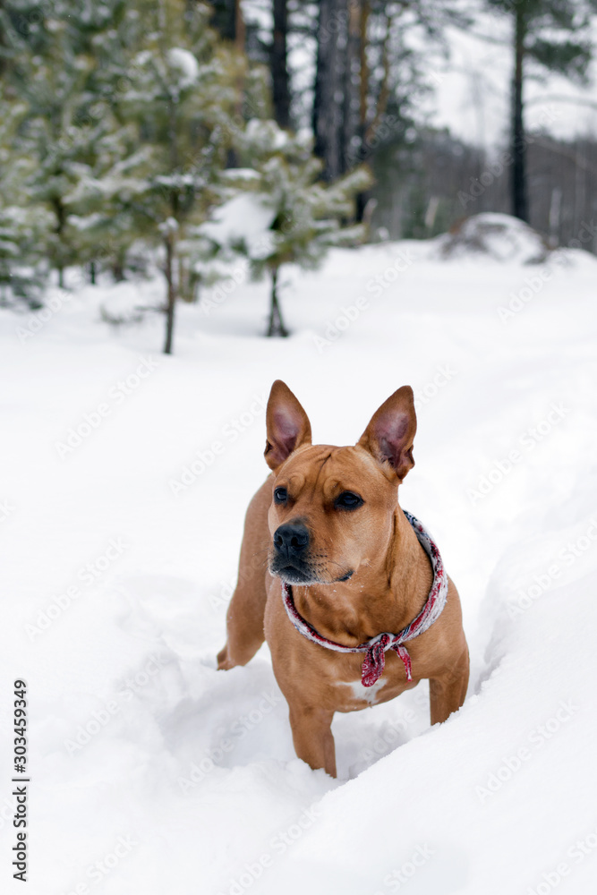 American Staffordshire terrier is walking on a snow in winter forest. American Staffordshire terrier is walking on a snow in winter forest.