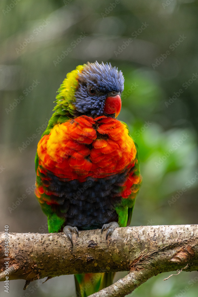 Colorful rainbow lorikeet perched on tree branch. 