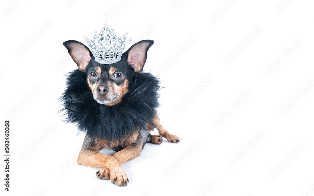 Φωτογραφία Dog in the crown and a boa, a  king, the prince , Isolated on a white portrait o