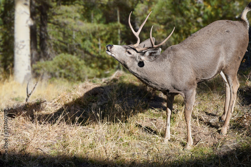A young buck sniffs the air for nearby females. It's the beginning of mating season and the rut.