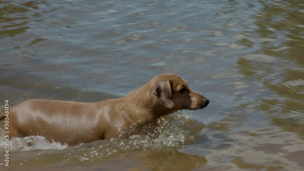 Medium panning shot of sausage dog trotting through a shallow river in slow motion Medium panning shot of sausage dog trotting through a shallow river in slow motion