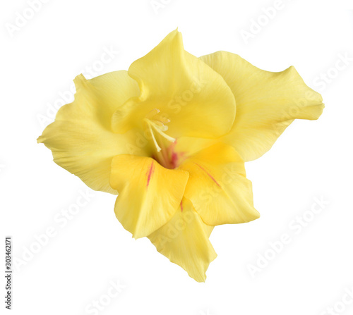 yellow Gladiolus flower