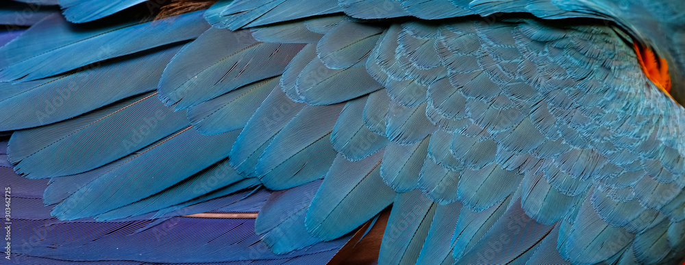 Obraz premium Close up of beautiful bird feathers of Red and Green Macaw, exotic natural textured background in different blue colors, Lagoa das Araras, Mato Grosso, Brazil