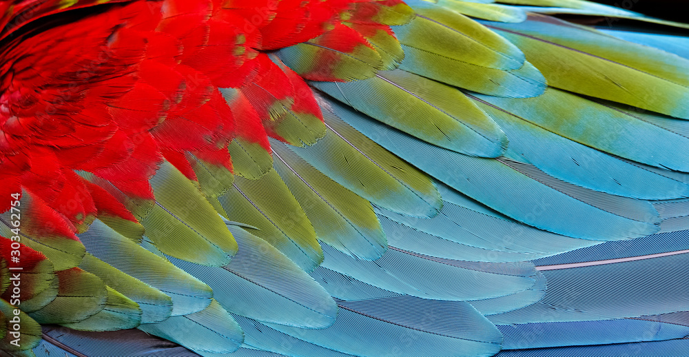 Φωτογραφία Close up of colorful bird feathers of Red and Green Macaw, exotic natural textur